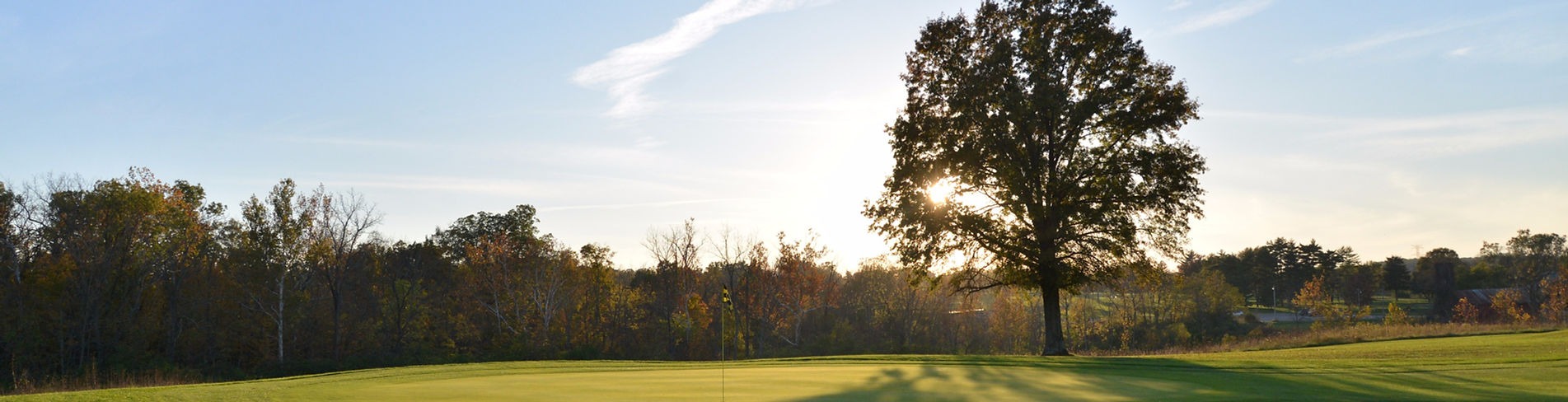 Tree on golf course